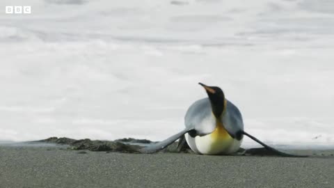 King Penguins and Melting Glaciers I Our Frozen Planet I BBC Earth