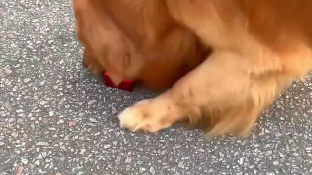 Puppies remind humans not to litter！The little dog can drive the toy car