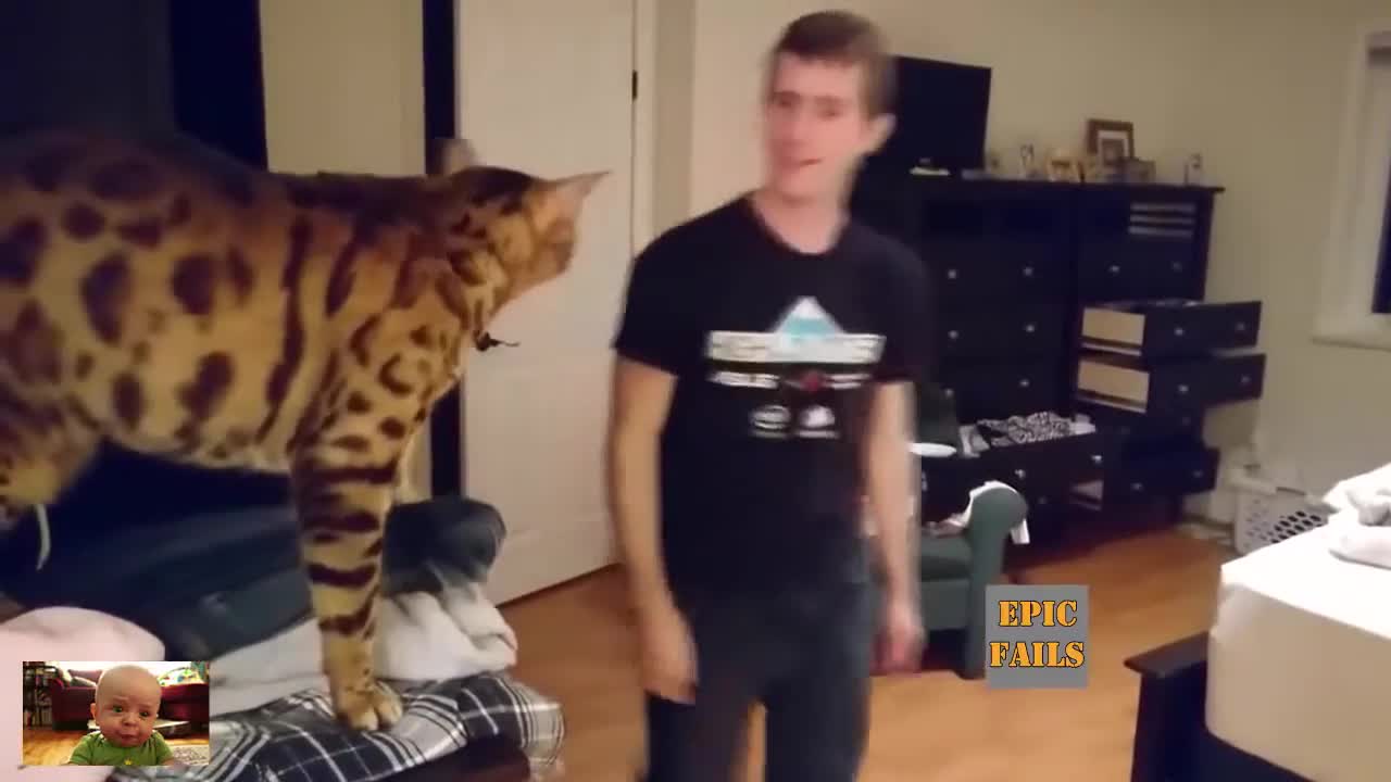 Funny Cats 😹😺