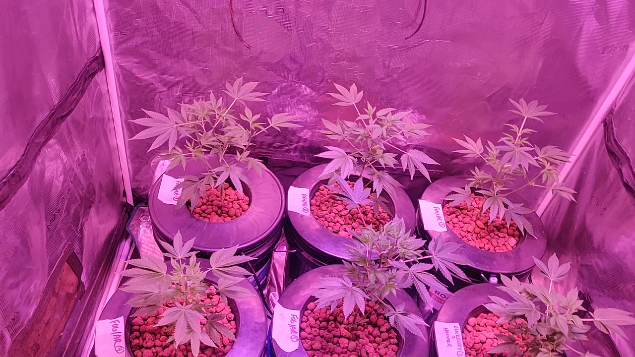 Transplant 2/13/23 Fire OG/AR, Blackberry x Hammer Clones