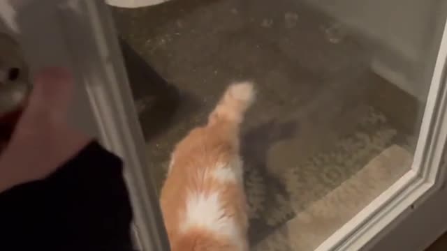 Cat Insists On Keeping Door Open While Playing Inside House
