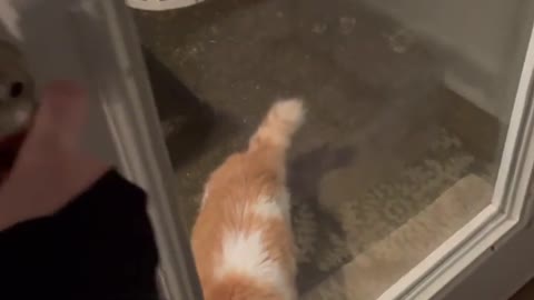 Cat Insists On Keeping Door Open While Playing Inside House