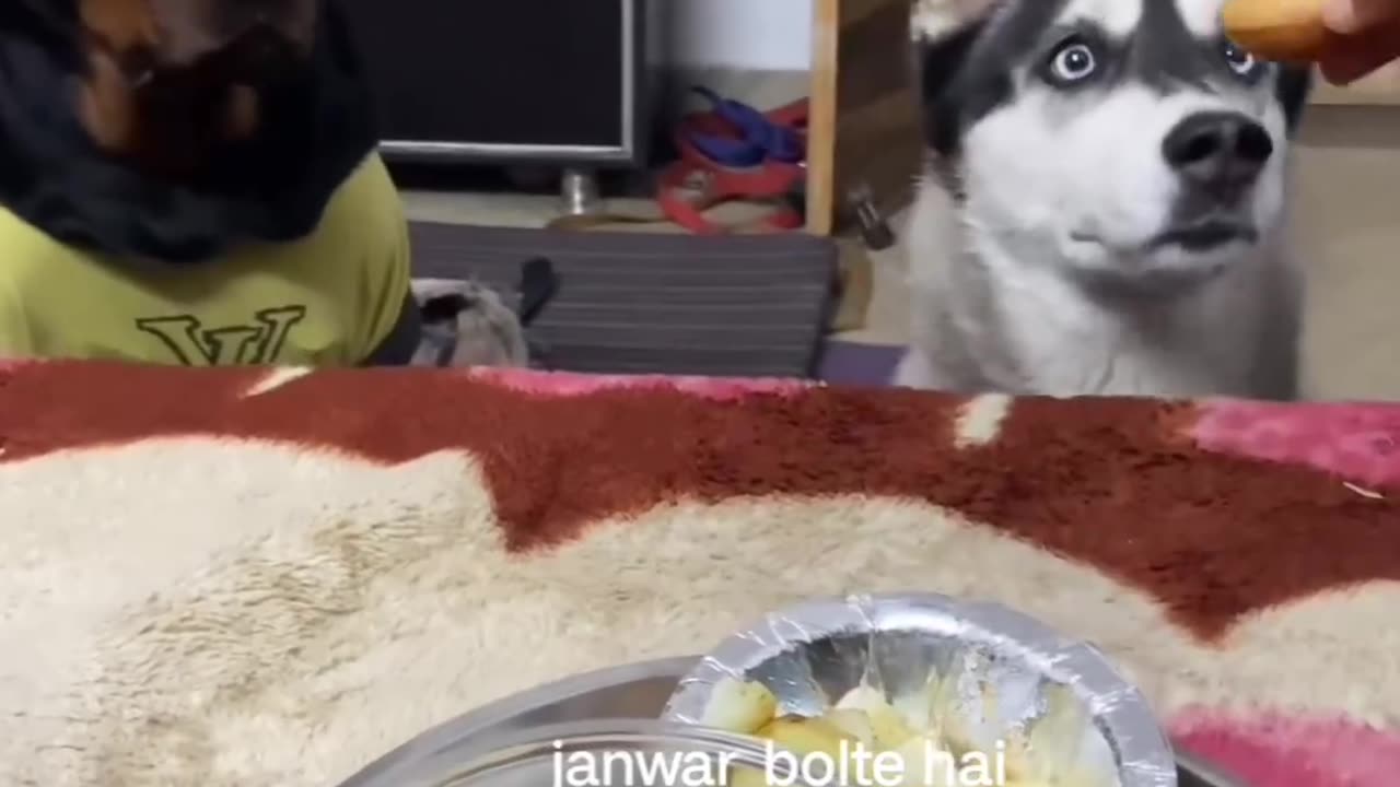 Dog funny video