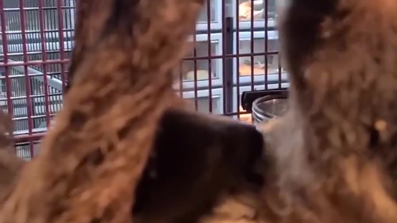 Baby Sloth gets a Treat! #shorts