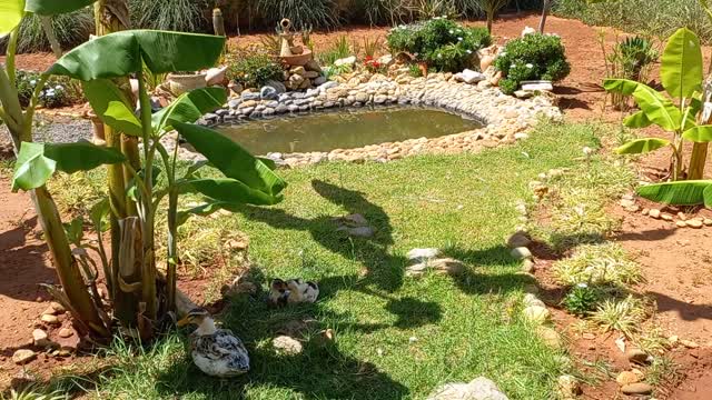 Canard se reposant au soleil après le bain