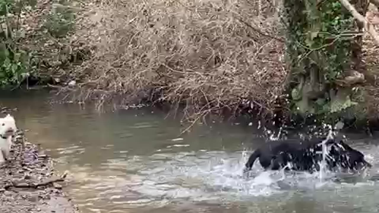 westie and black lab