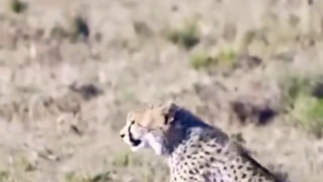 Cheetah Cubs Playing with baby Gazelle.