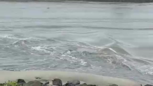 TSUNAMI Alert As Water Is Literally Draining Out Of Ventura Harbor.