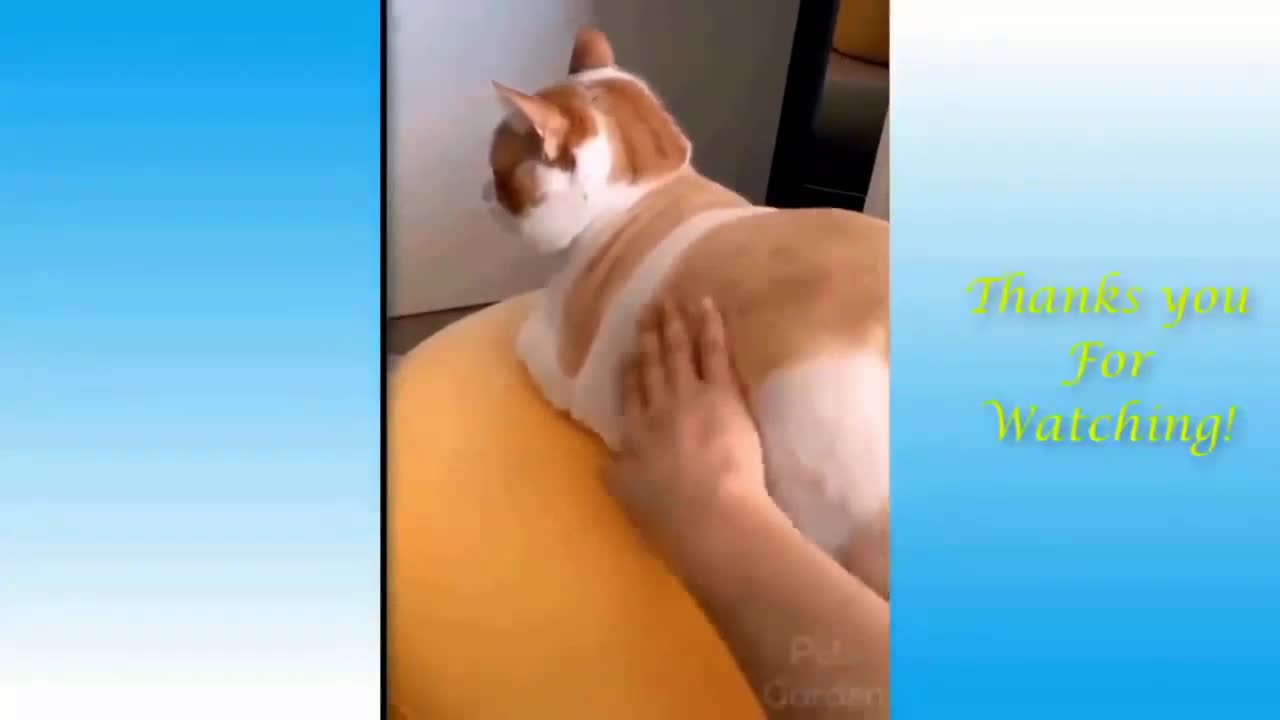 Cat Enjoying Petting