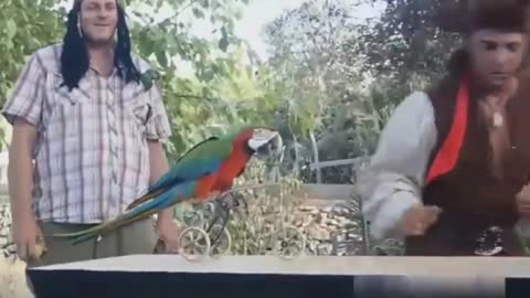 Parrot playing bicycle and making cellpone sound so amazing😁😁