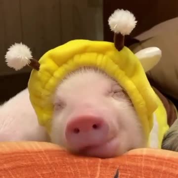 Christmas piglet is waiting for the holiday.