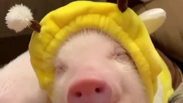Christmas piglet is waiting for the holiday.