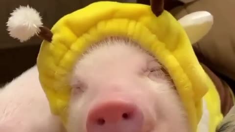 Christmas piglet is waiting for the holiday.