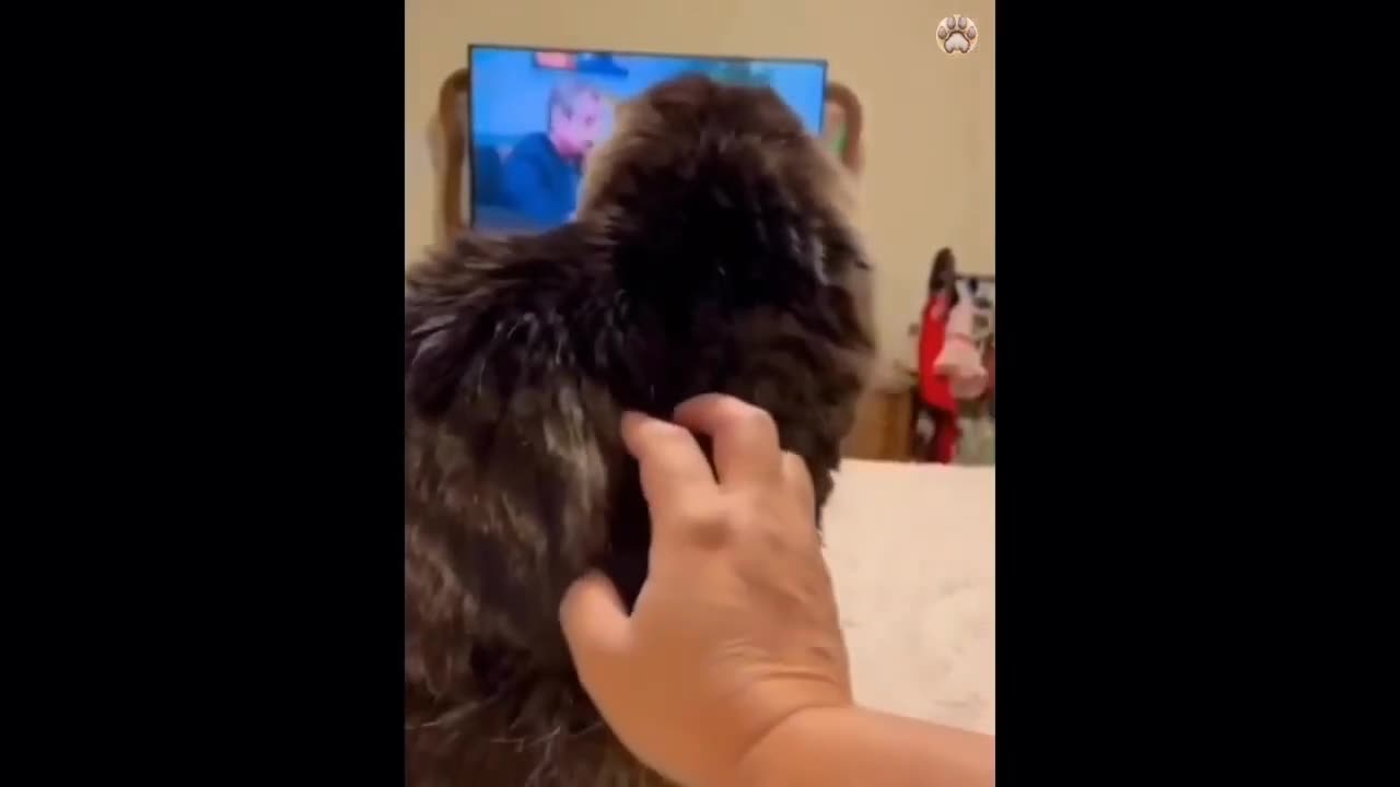 New Funny Animals 2023 π Funniest Cats and Dogs Videos πΊπΆ