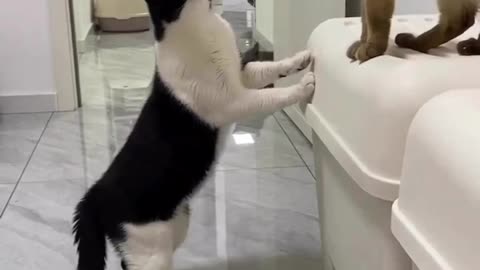 Cats can be funny sometimes 😂