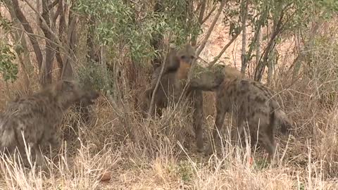 Hyena Mating