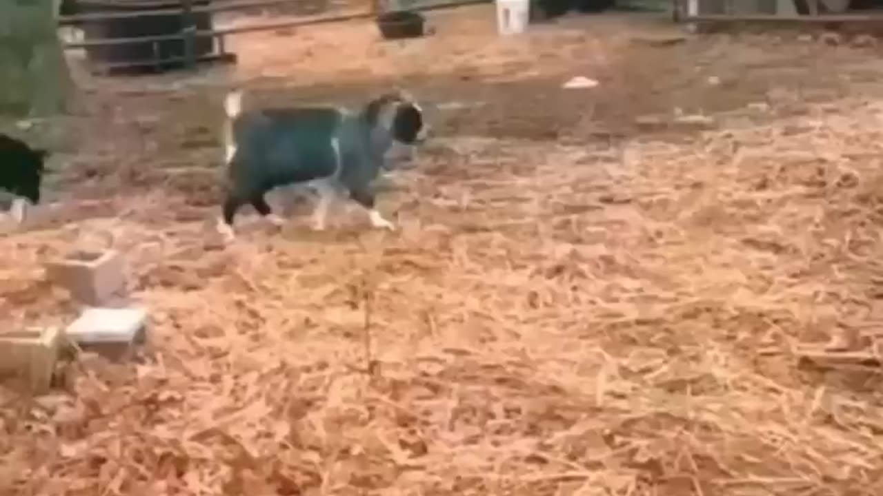 Animals are wonderful creatures