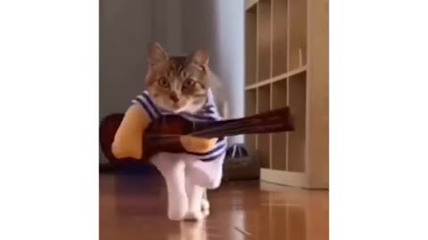 Cat funny video memes 😂🤣