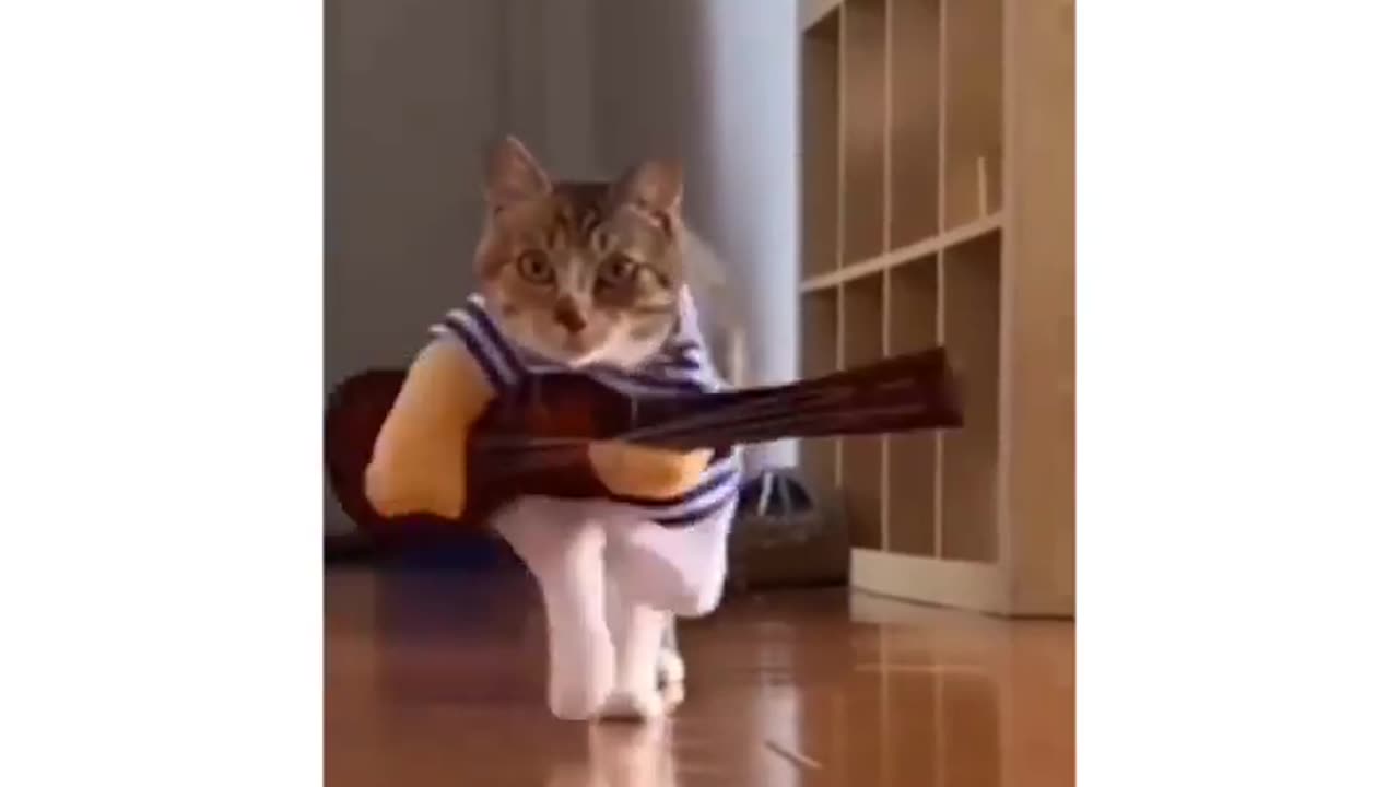 Cat funny video memes 😂🤣