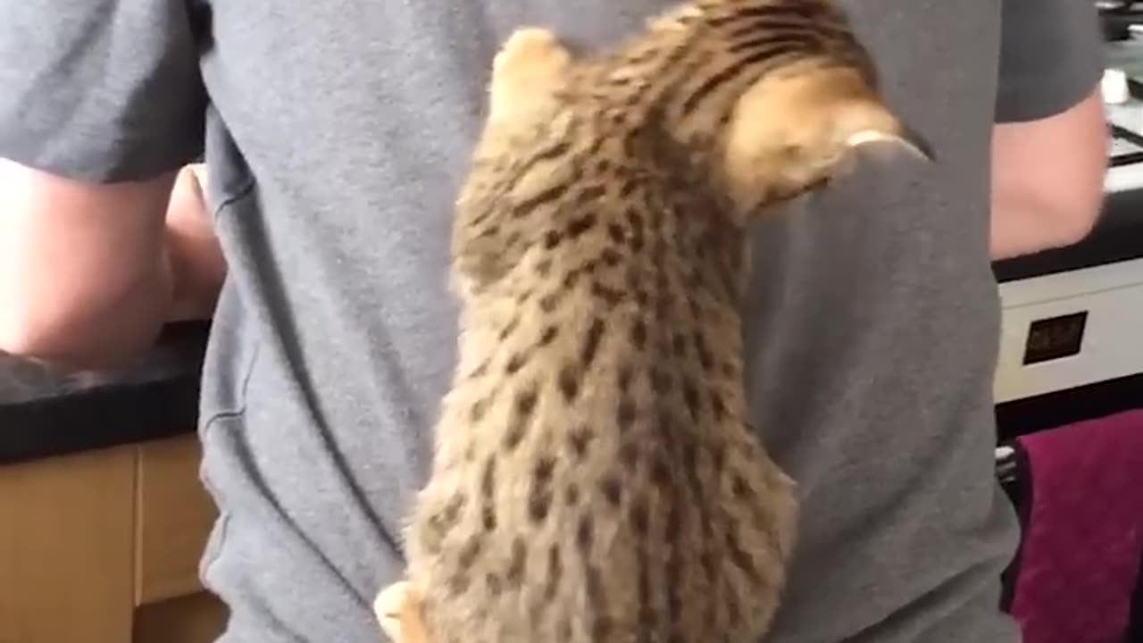 The cute funny cute