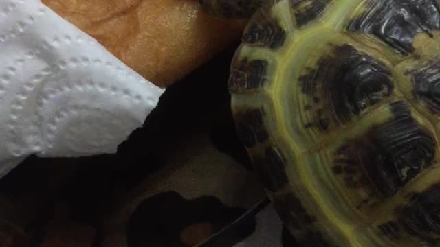 Kuzya wanted to treat himself to a pie