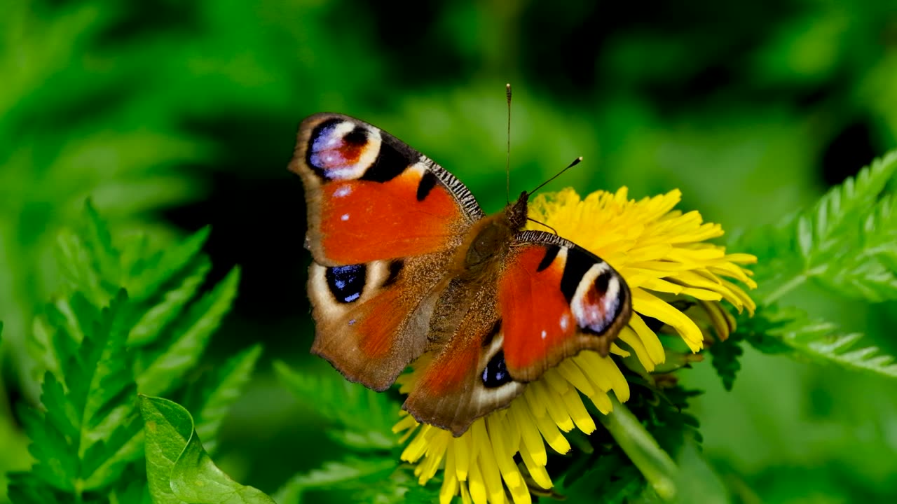 Beautiful Butterfly