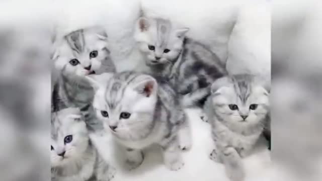 cat funny compilation