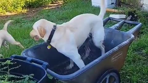 Dog Plays in Wheelbarrow Filled With Water