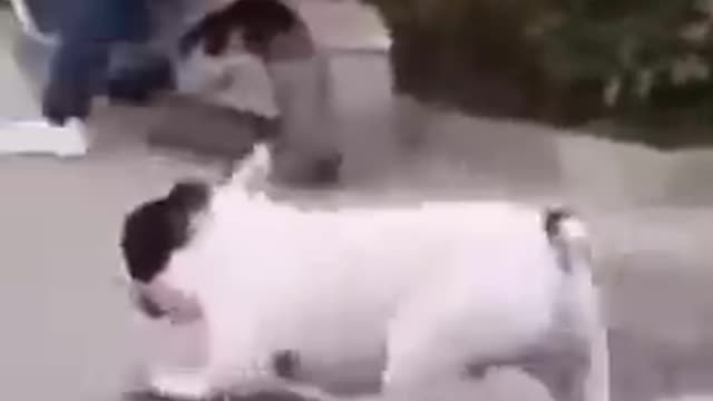 Funny dog video | Cute dog video