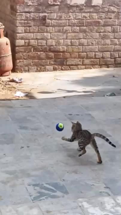 Baby cat play short video, o rab bhi khel khele song status