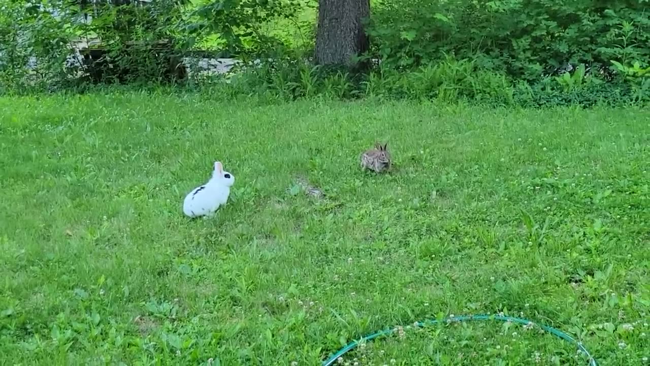 Pet rabbit meets wild rabbit for the first time