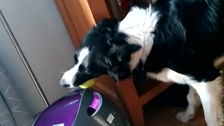 Dog Has Fetch Machine Figured Out