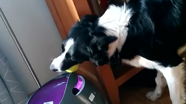 Dog Has Fetch Machine Figured Out