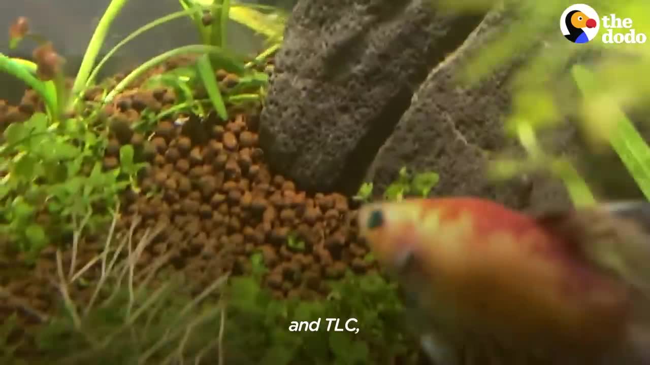 Dying Betta Fish Smiles at his Rescuer | The Dodo Little But Fierce