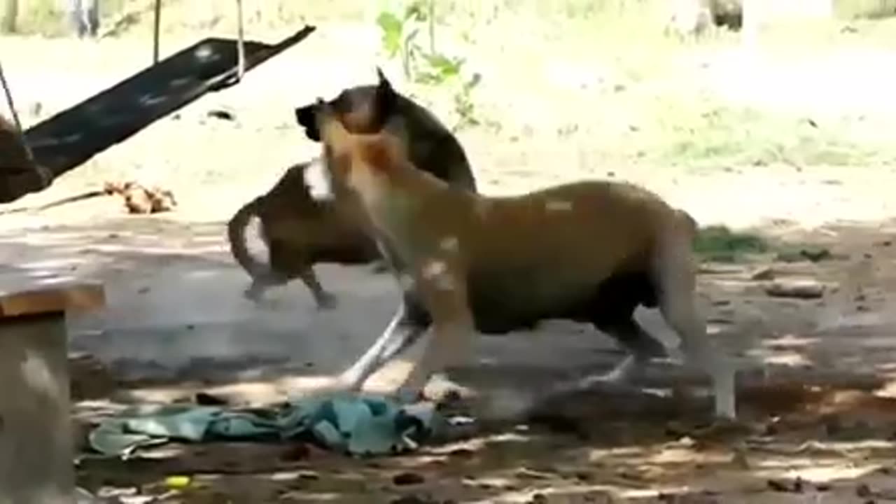 Funny animal videos