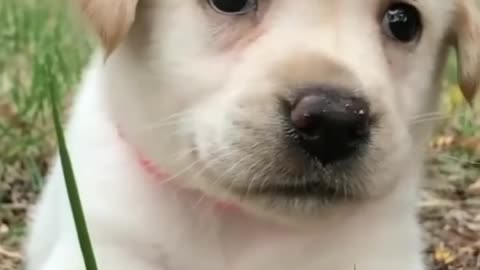 Cute Puppy 🐕🥰
