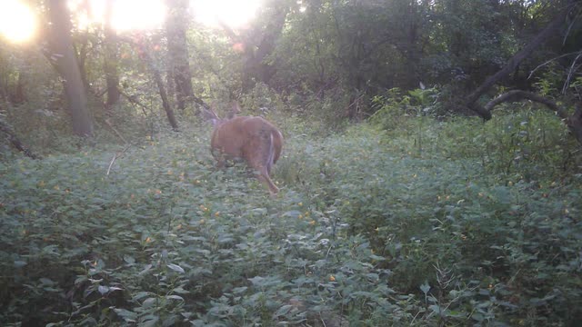 Bucks Everywhere! 9/3/22 Part 1 of 2