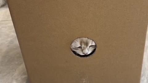 Ninja Techniques for Trimming Cat's Nails