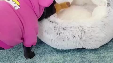 Cozy Pet Cave