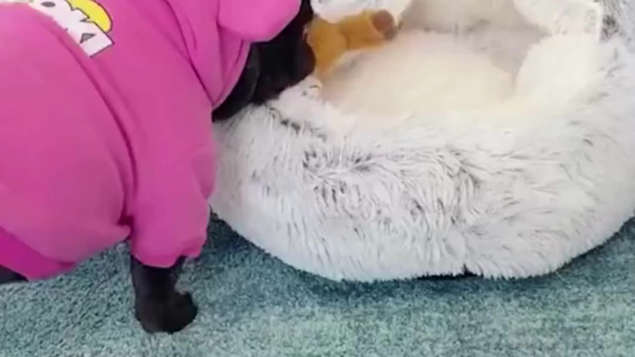 Cozy Pet Cave