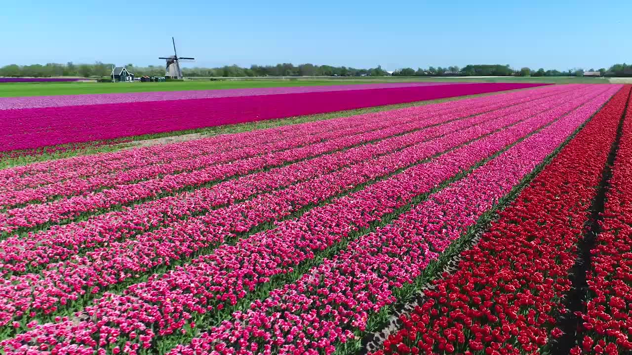 Tulips From Above - Aerial view of beautiful flower fields in the Netherlands