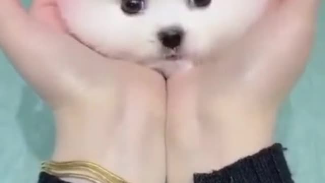 ππβπ¦Ίπcute dog #toypom#reels #animals #shots