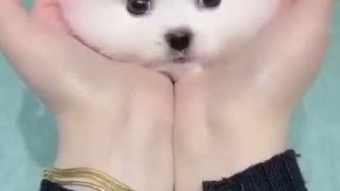😍🐕‍🦺🐕cute dog #toypom#reels #animals #shots
