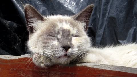 Animal Cat Resting Pet