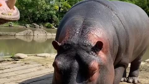 hippo