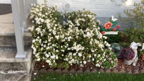 Flowers in bloom