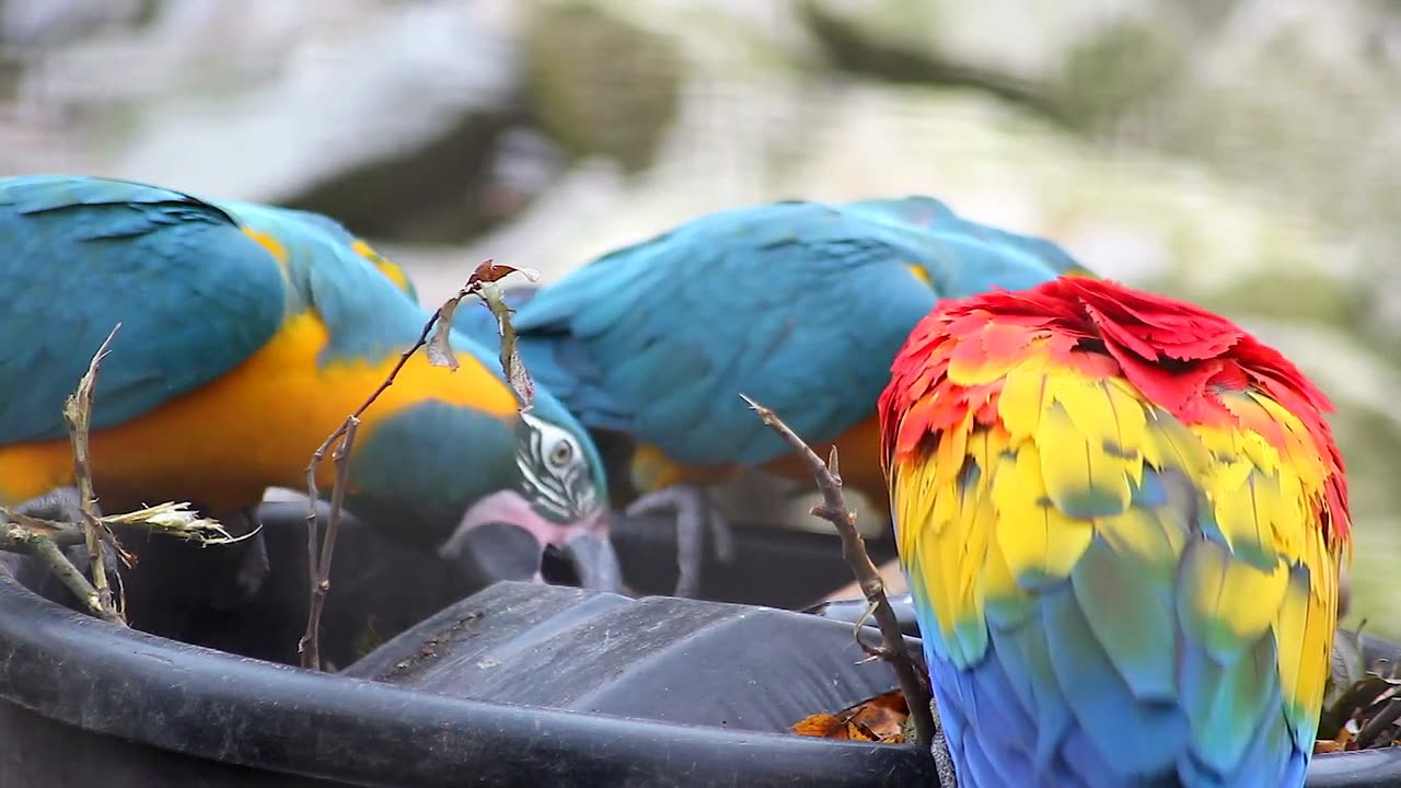 Beautiful Parrot Videos in one frame || with relaxing vide and relaxing song