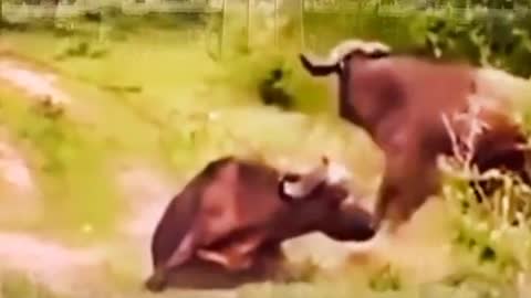 Extreme Fights Between Wild Animals