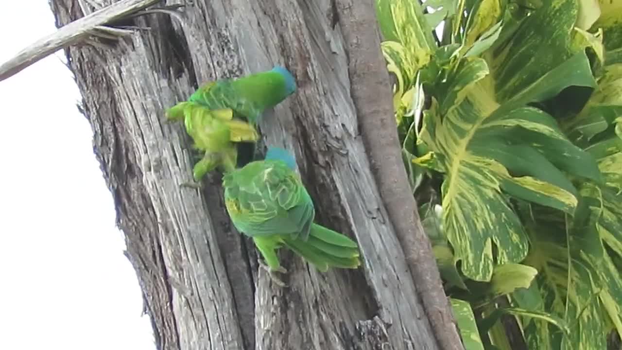 Blue -naped parrot parrot species (06)