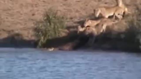 Battle at Kruger